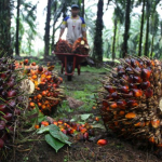 7 Negara Penghasil Sawit Terbesar di Dunia