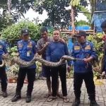 Aksi Sigap Tim Damkar Ciledug Kota Tangerang: Tangkap Ular Sanca Sepanjang 4 Meter Usai Memangsa Ayam Warga Paninggilan