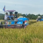 Panen Raya Padi 753 Hektare di Pandeglang Dorong Swasembada Pangan Nasional