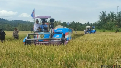Panen Raya Padi 753 Hektare di Pandeglang Dorong Swasembada Pangan Nasional